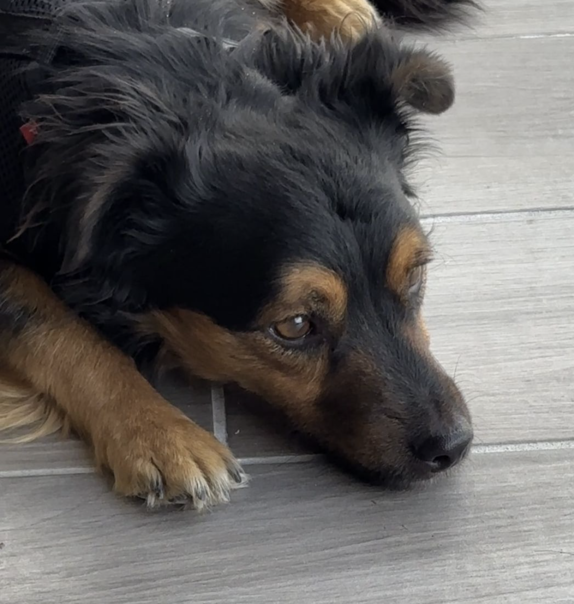 Dog Rescue: A Streetwise Pup Loses a Leg but Beats the Odds and Finds a Forever Home 