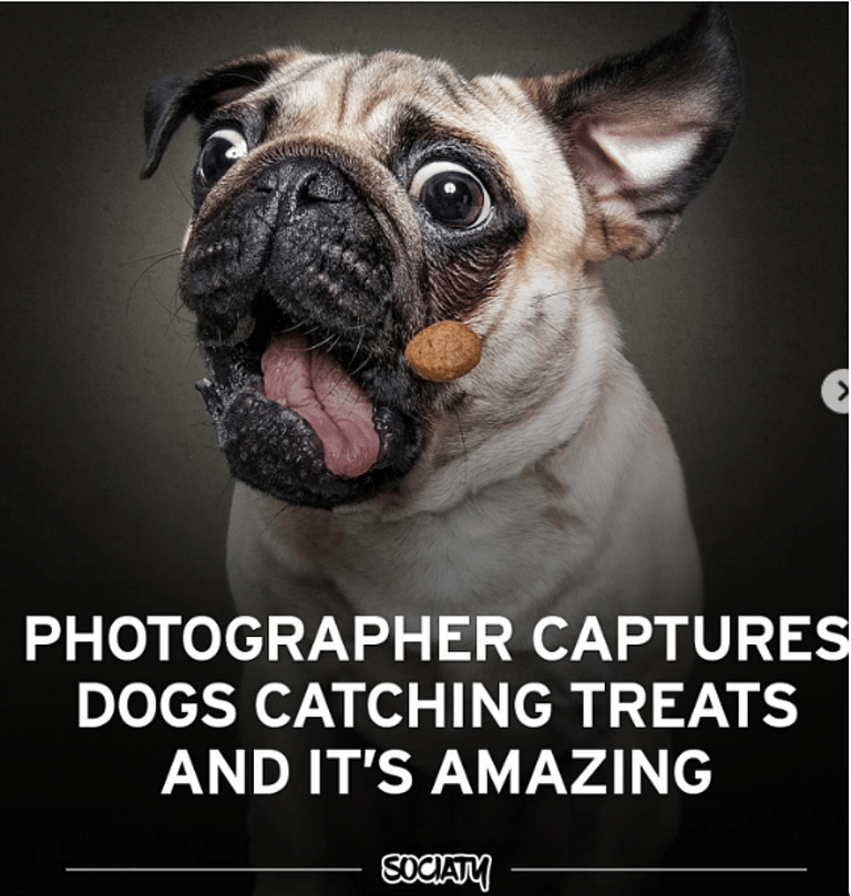 The Funniest Mid-Air Dog Treat Catches Captured on Camera