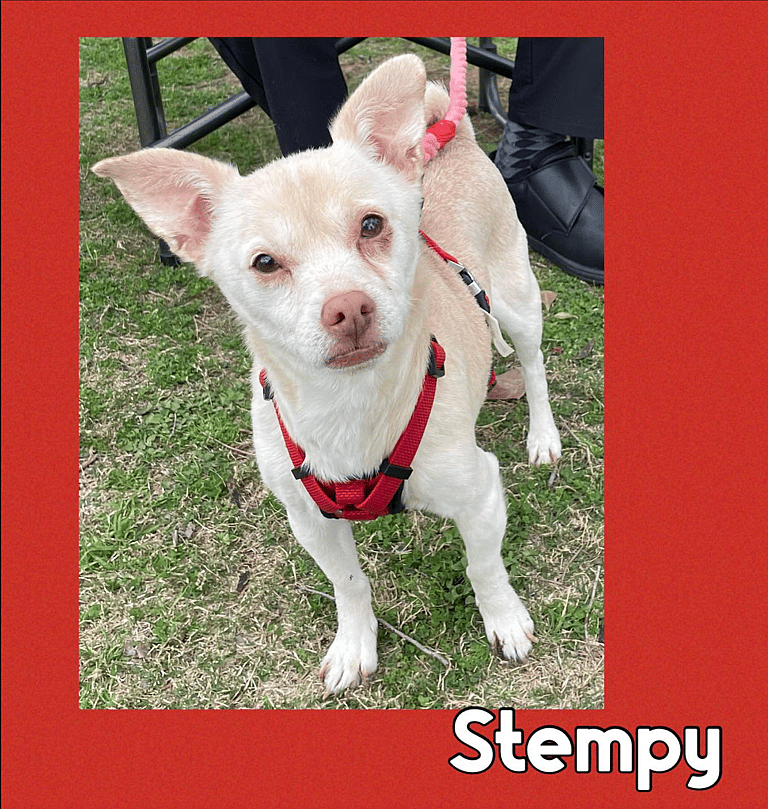 Their Golden Years Derailed: An Urgent Plea to Adopt This Treasured Chihuahua Twosome