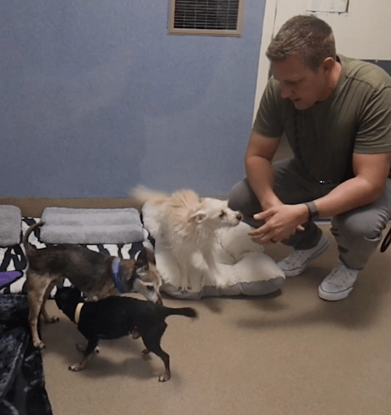 Dog Spent 14 Years as Someone's Pet, Then They Tossed Him Away Because He Was Old.
