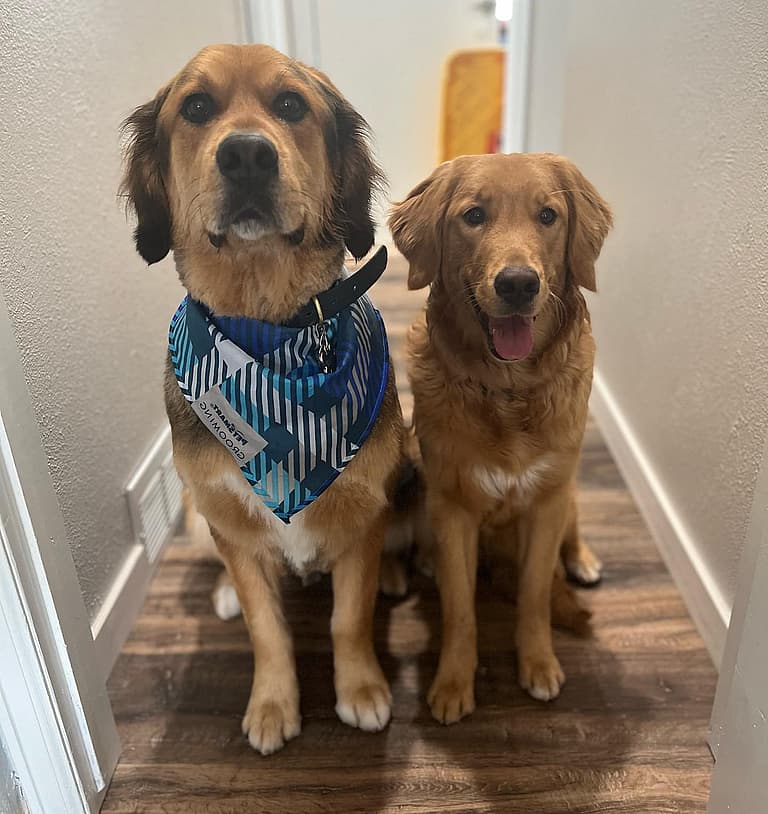 Golden Mountain Dog