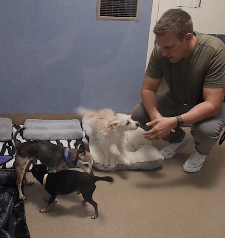 Dog Spent 14 Years as Someone's Pet, Then They Tossed Him Away Because He Was Old.