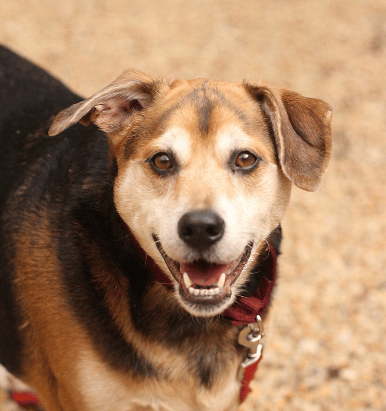 Dog Rescue: Dog Refuses to Go Anywhere Without His Security Blanket, And It's Adorable