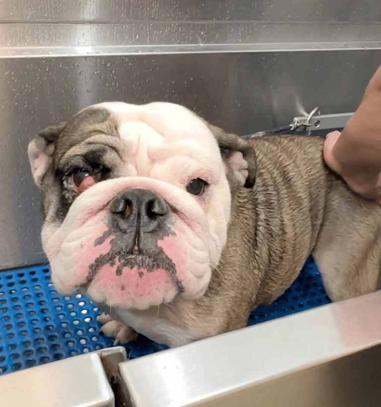 Neglected Bulldog Gets a Dramatic Makeover You Have to See