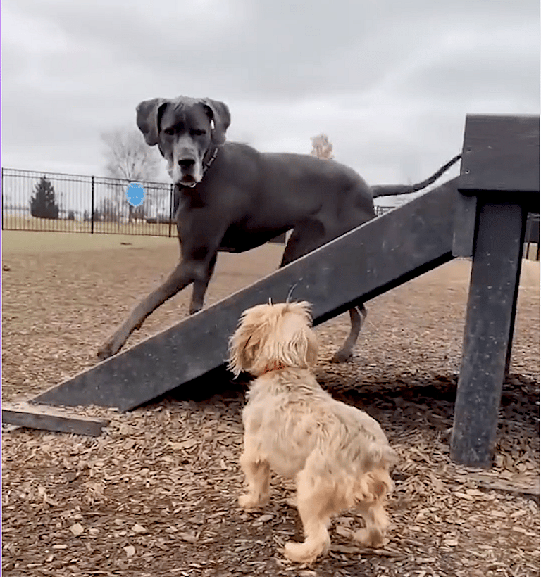 Giant Dog Overcomes Fear