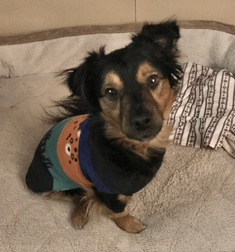 Dog Rescue: A Streetwise Pup Loses a Leg but Beats the Odds and Finds a Forever Home 