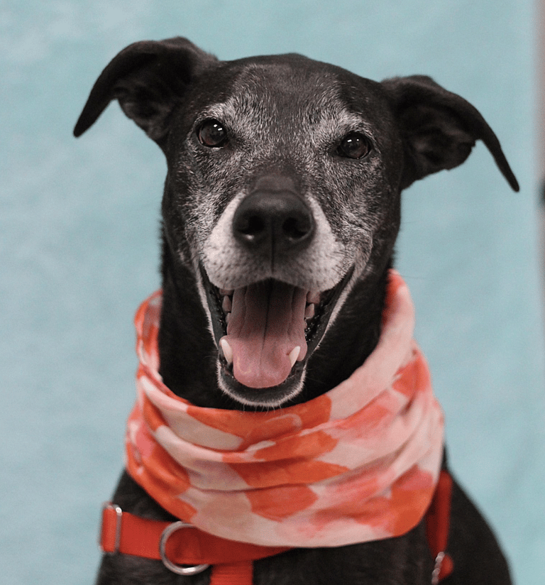 Dog Rescue: Dog Refuses to Go Anywhere Without His Security Blanket, And It's Adorable