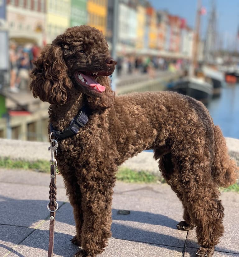 Brown Poodle - Simon