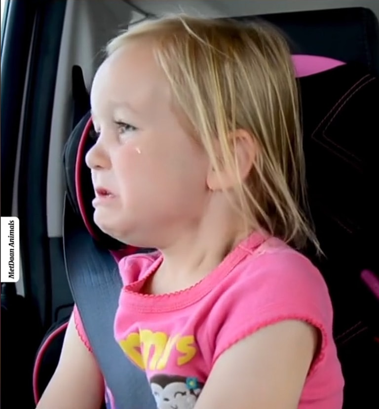 Priceless Reaction When Toddlers Discover Their Shelter Dog Adoption Dream Came True