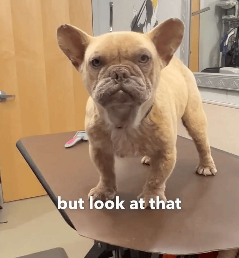 French Bulldogs Abandoned at Shelter Receive Life-Changing Care from Loving Groomer