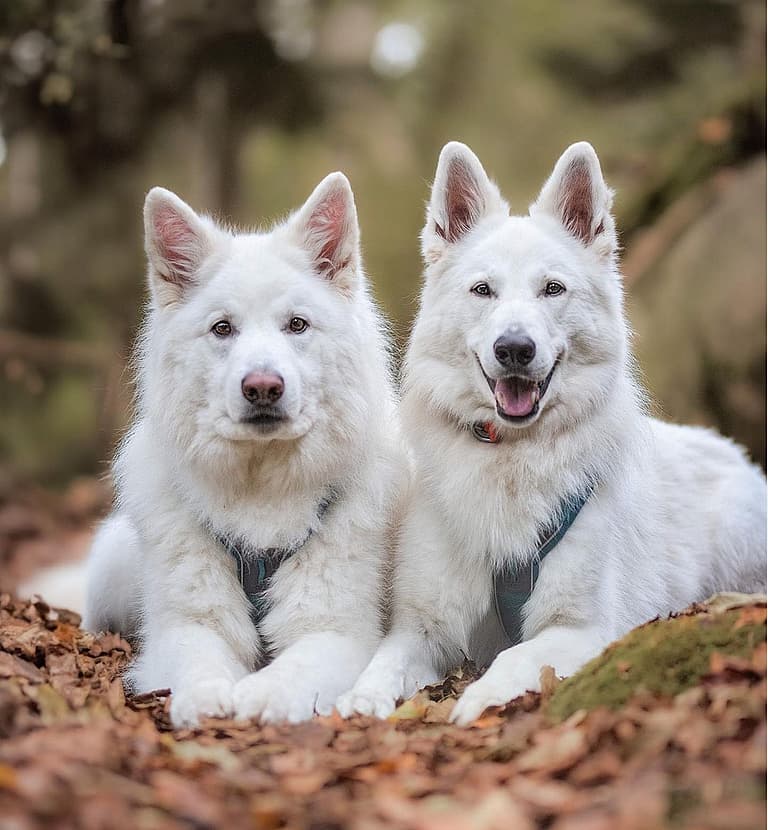 White Fluffy dog - white shepherd