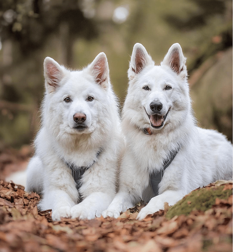 White Fluffy dog - white shepherd