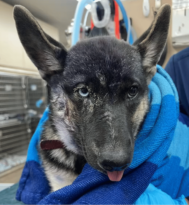 Badly Injured Puppy Denied Treatment By Neglectful Owner Makes Unbelievable Recovery