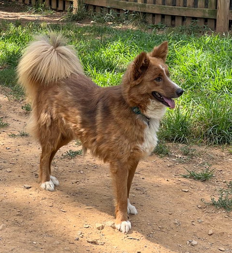 Australian Shepherd Dog Rescued from the Streets of Afghanistan Ready to be Part of a Forever Family