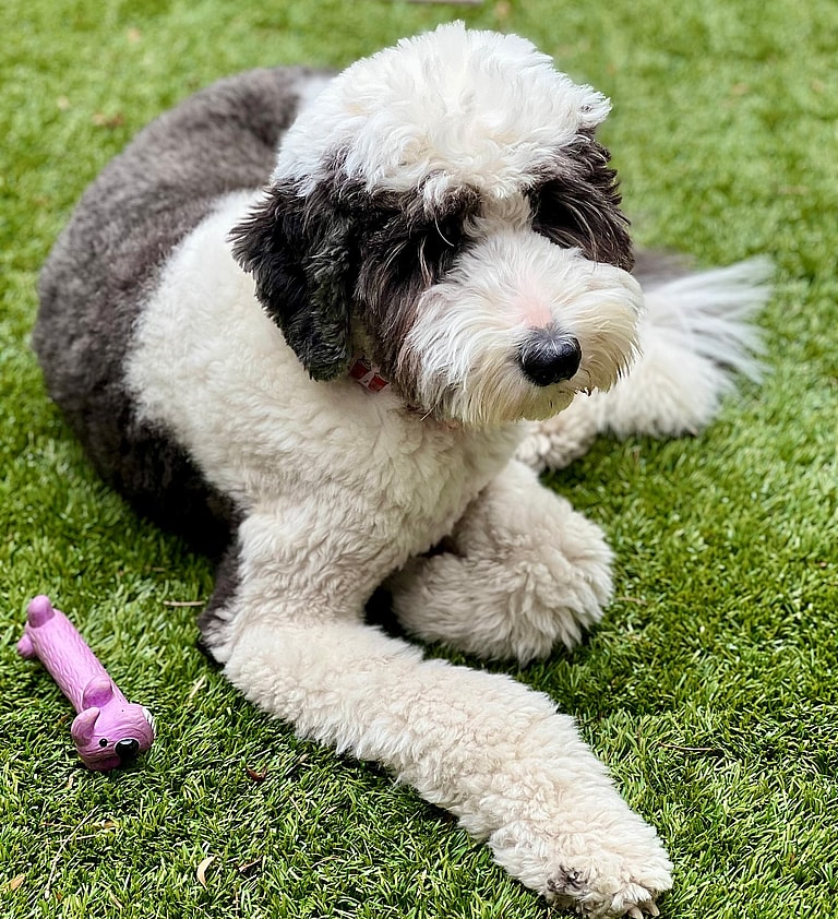Sheepadoodle