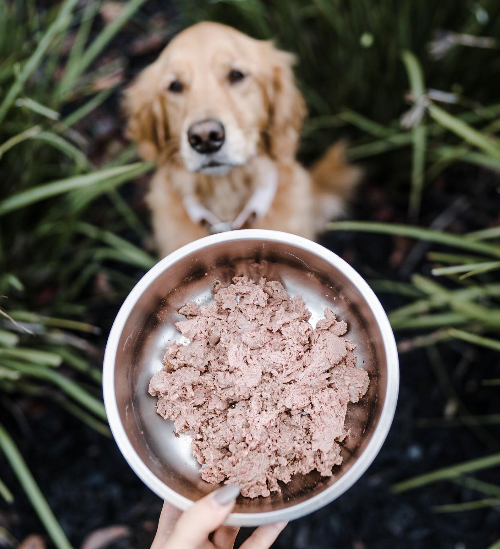 protein for dogs - raw