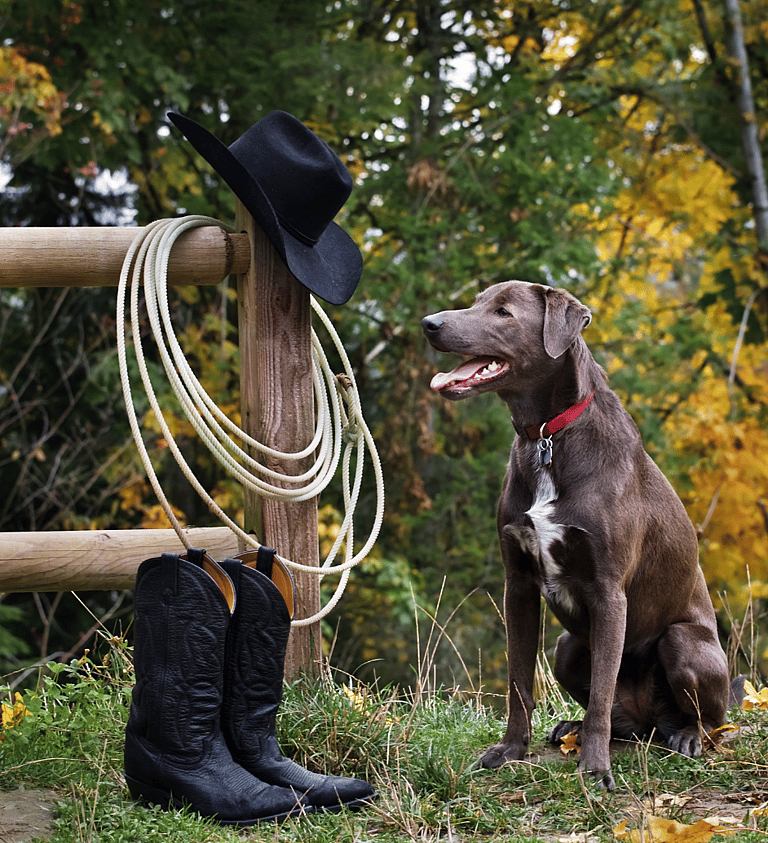 Breeds That Pioneered America-Blue Lacy
