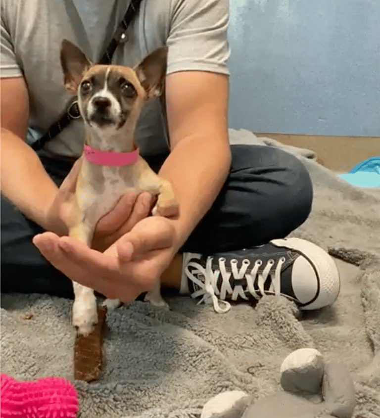 This Tiny Brave Puppy Was Found on the Road to Nowhere—Now She Needs a Home