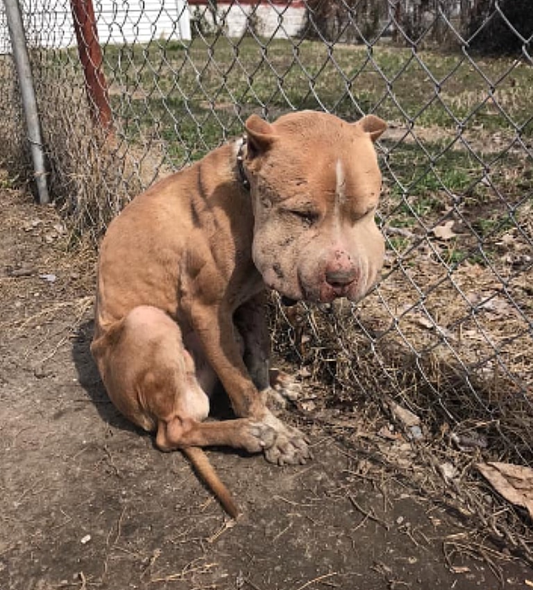 Severely Injured Bait Dog Survives To Finally Discover What Love Is. His Transformation Will Melt Your Heart.❤️