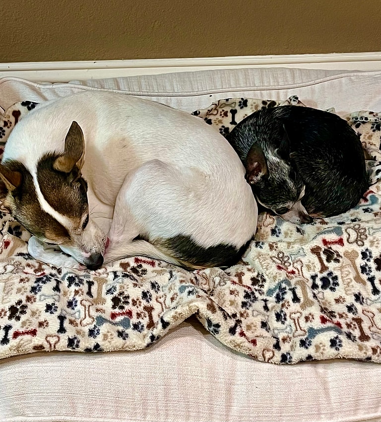 Signs From Beyond? Grieving Family Stunned New Dog Mimics Previous Pup’s Quirks: 13-year-old Jack Russell terrier Tex