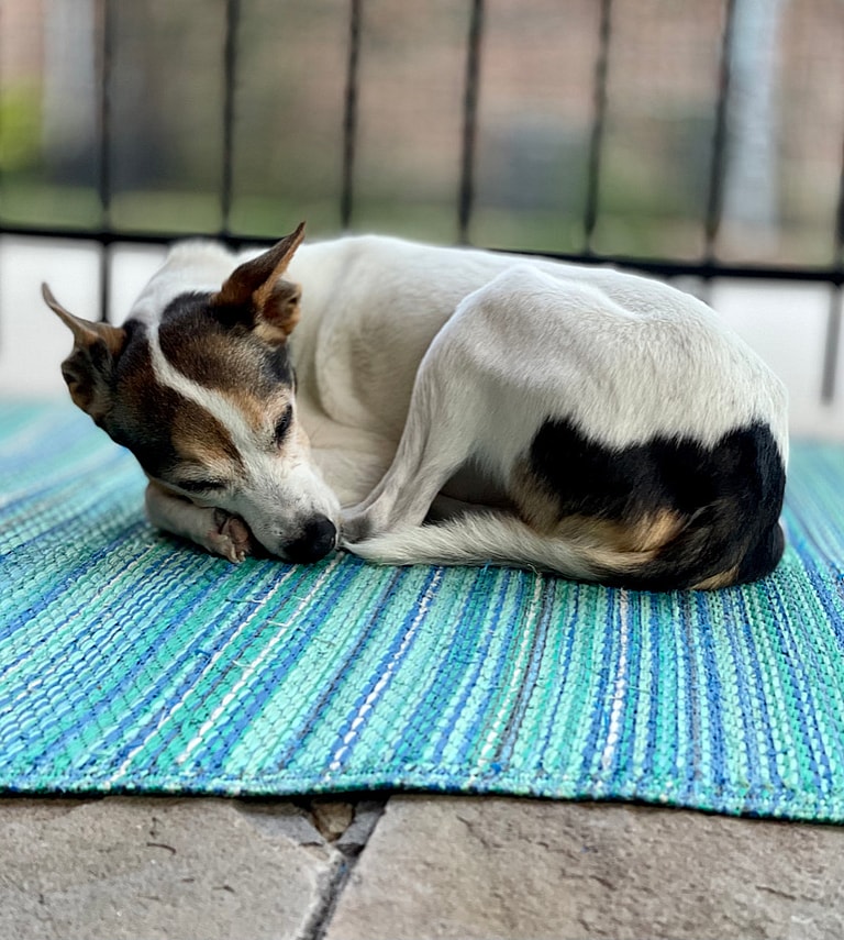 Signs From Beyond? Grieving Family Stunned New Dog Mimics Previous Pup’s Quirks: 13-year-old Jack Russell terrier Tex