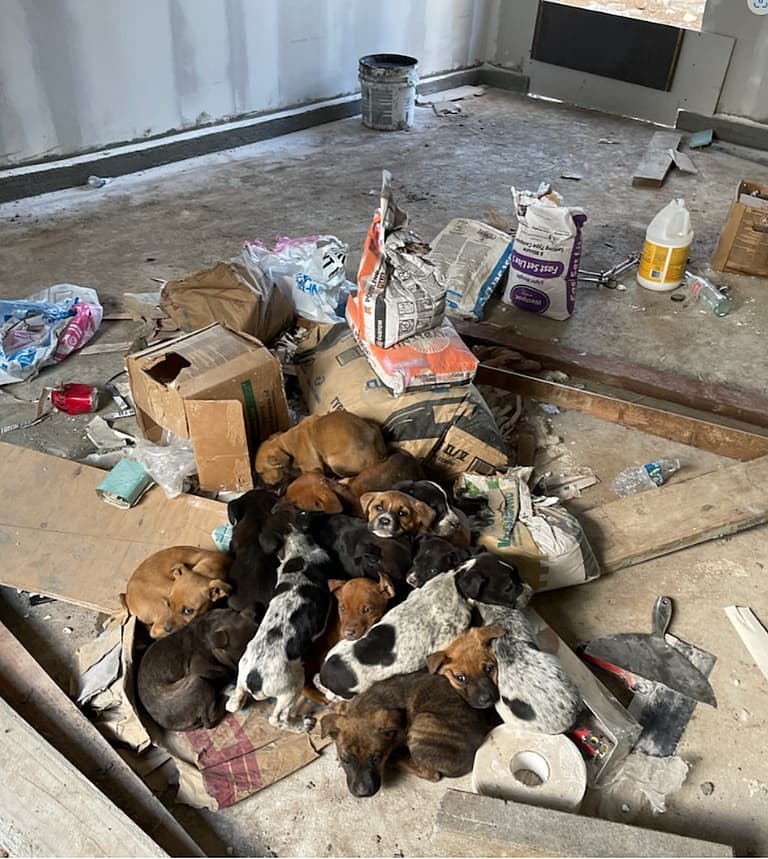 Dog rescue: Stray Pit Bull Shot 25+ Times Still Loving After Rescuing Her 15 Pups