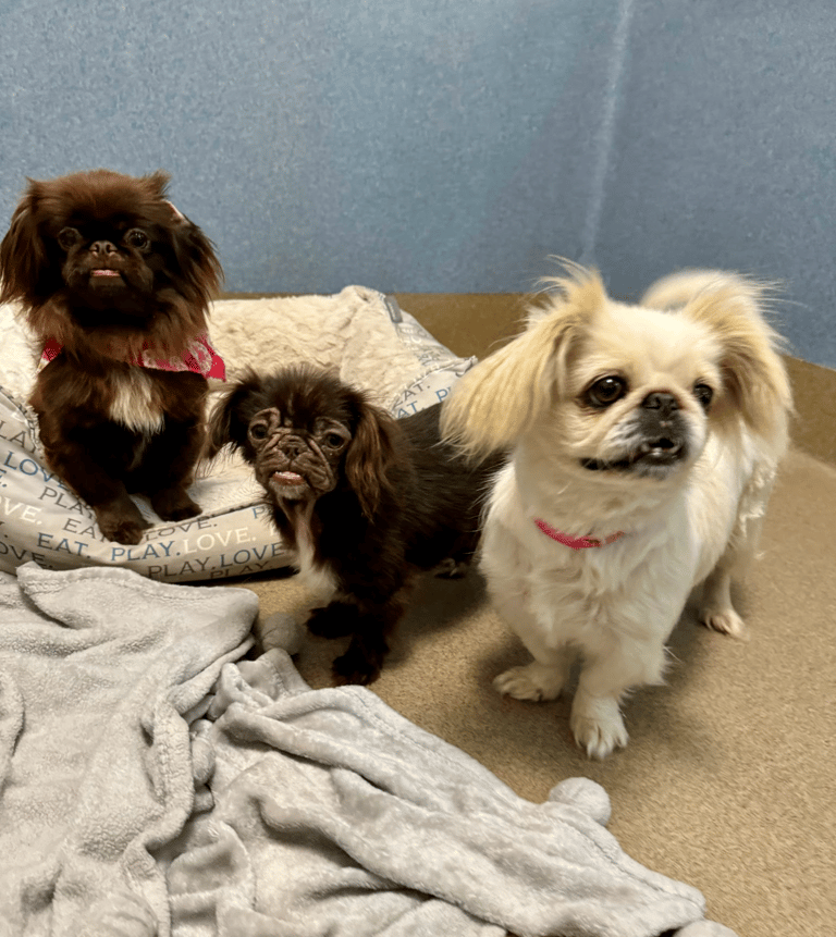 'Baby Yoda' Dog Surprises Shelter Staff with Age Revelation!
