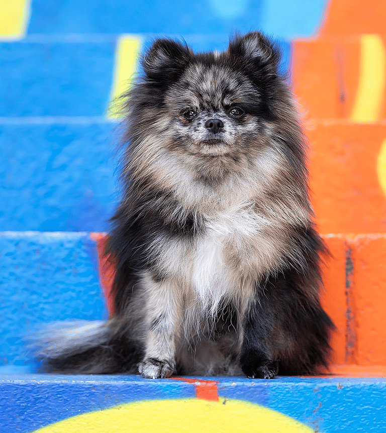 Blue Merle Pomeranian