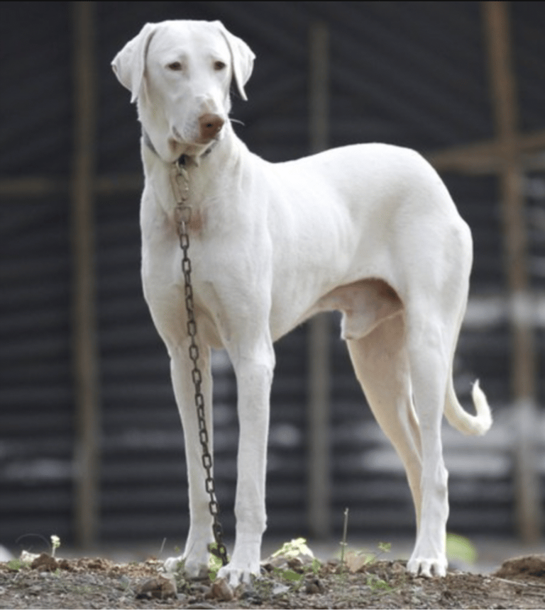 Dog Breeds RARELY Seen Outside Their Native Countries: Rajapalayam (India)