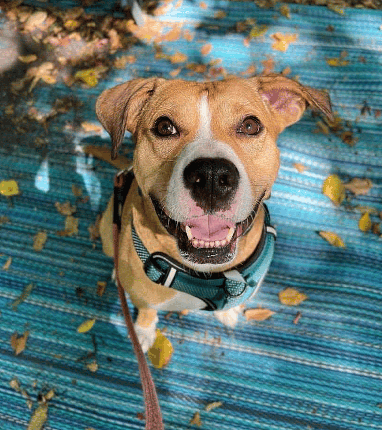 Rescue Pup's Hopeful Eyes Beg for Freedom After Staggering 1,983 Days in Shelters