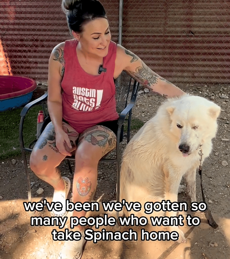 Great Pyrenees Mix Trapped in Shelter for 450 Days - Resource Guarding to Blame, But Will It Keep Him from Finding Love?