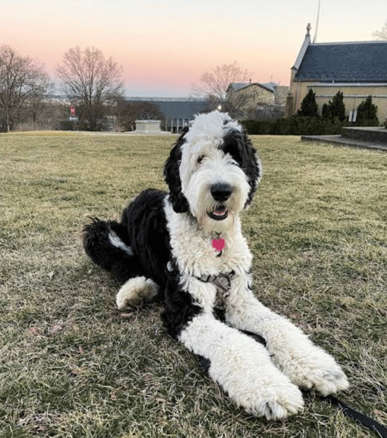 a sheepadoodle