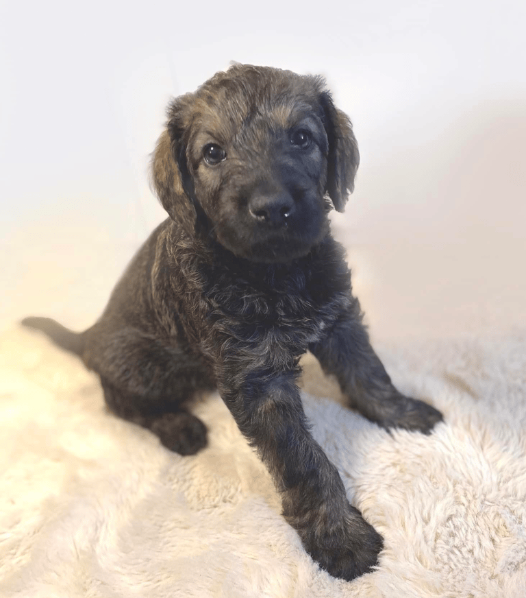 Irish Wolfadoodle Puppies