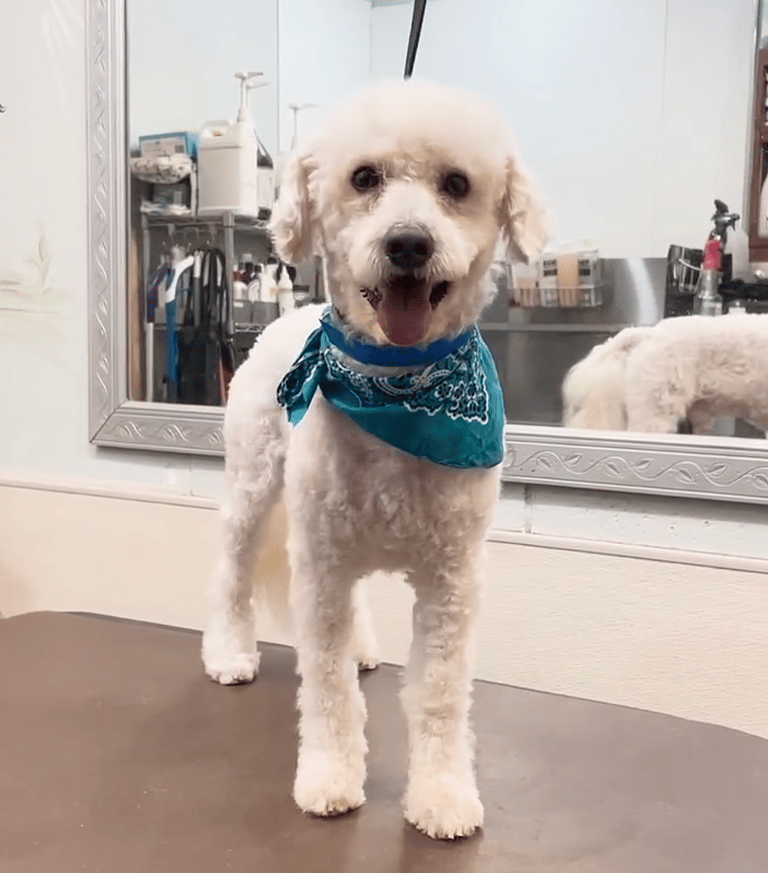 Abandoned Poodle With Dreadlocks & Severe Mats Gets Life Changing Hair Cut. Incredible Transformation