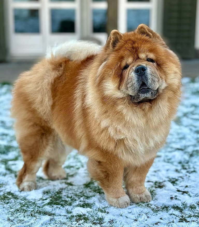 Extra-Fluffy Dog Breeds