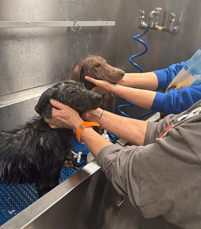 Dog rescue: Starving Pups Rescued From Freezing Temps Now Refuse to Leave Their Warm Bed & Shower Rescuers with Kisses