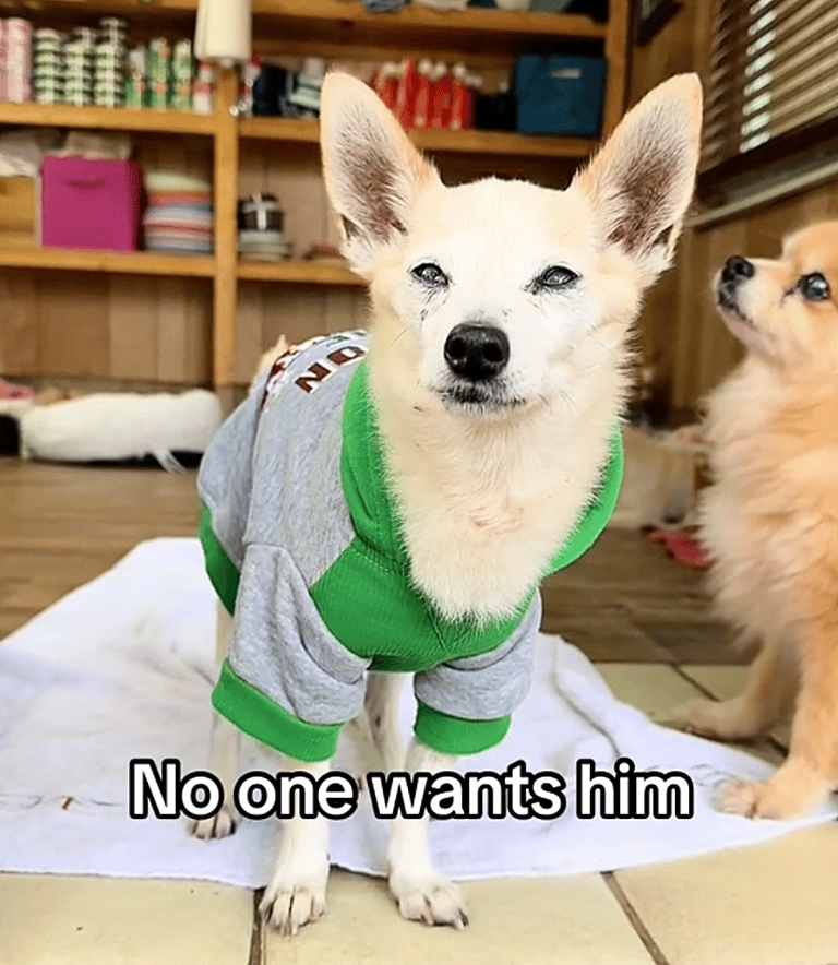 Desperate For Love, These Senior Shelter Dogs Are Begging For Someone To Give Them a Chance