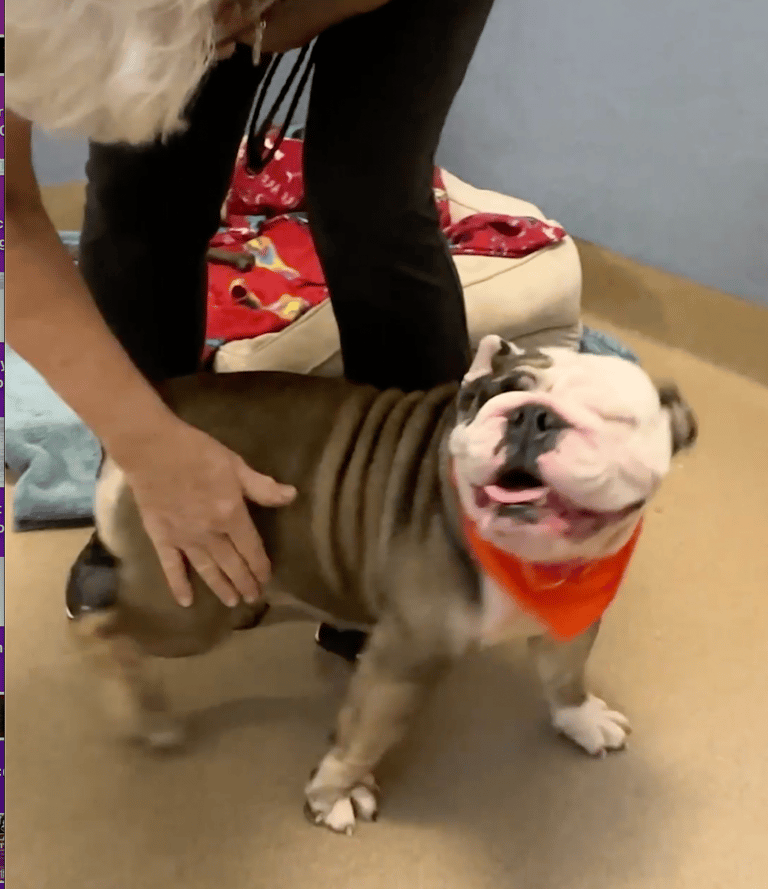 Neglected Bulldog Gets a Dramatic Makeover You Have to See