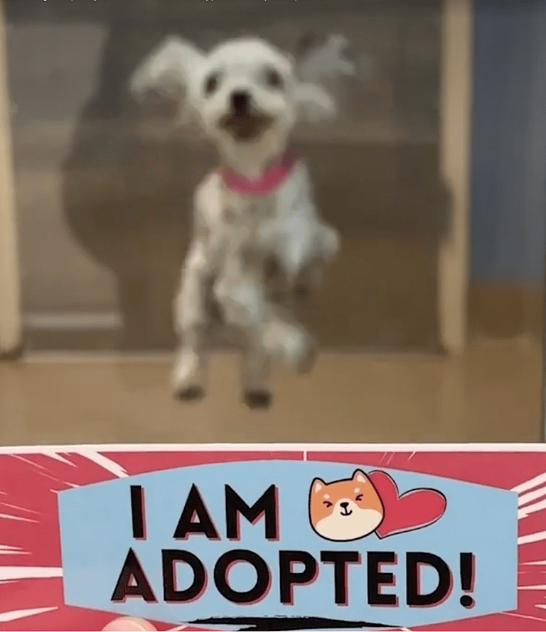Shelter Dog's Hilarious Reaction Over Finding Forever Home