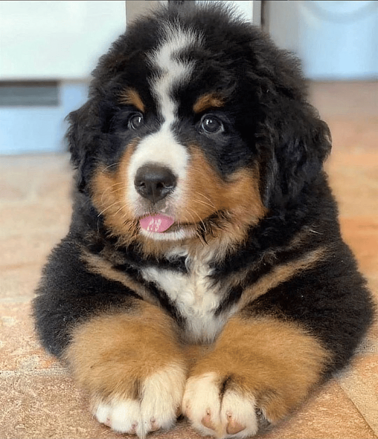 Black Fluffy Dog