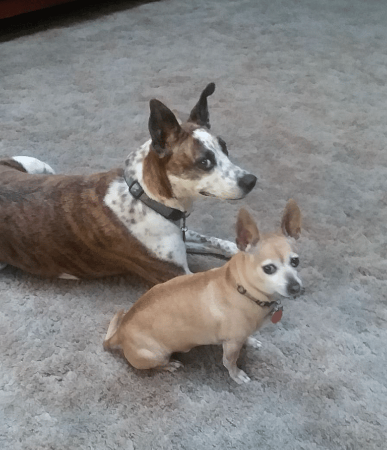 Dog rescue: Puppy Born In Jack in the Box Drive Thru Snuggles His Way Into a Forever Home