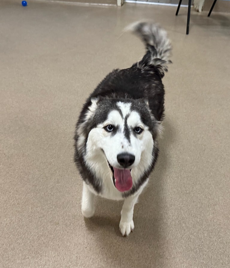 Heartbreak as Shelter Dog Is Adopted and Returned in Just 2 Hours—Why Can’t This Husky Find a Home?