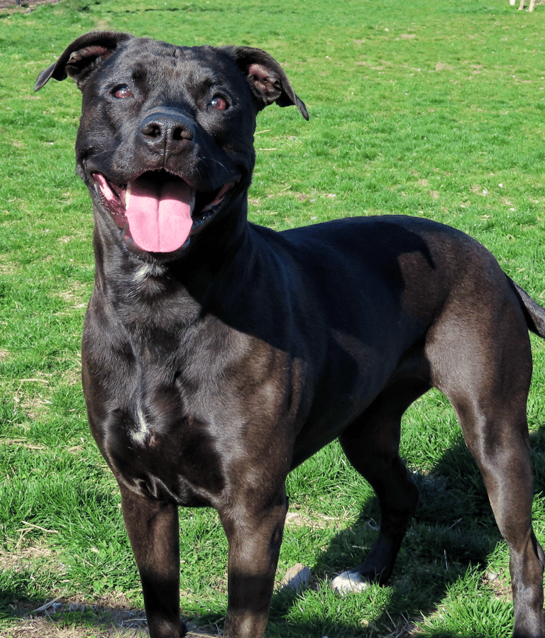 Dog up for adoption: Oreo