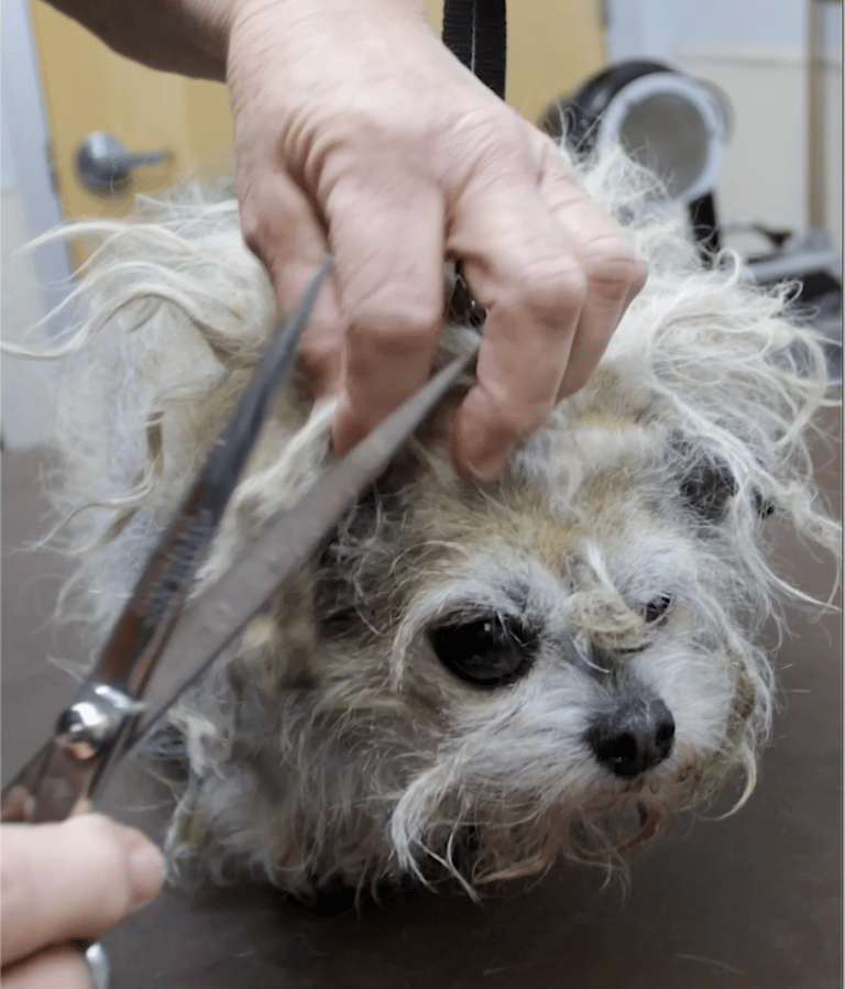 Abandoned Senior Dog Gets Makeover & a Second Chance