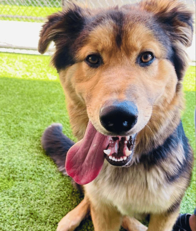 golden shepherd