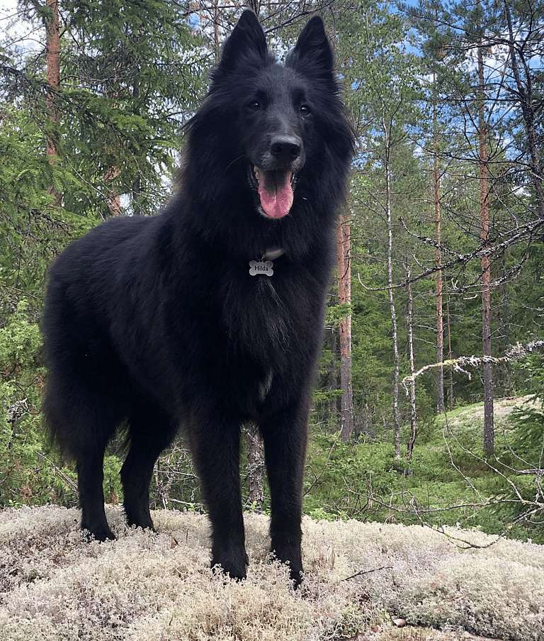 Black Fluffy Dog