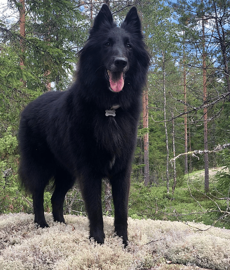 Black Fluffy Dog
