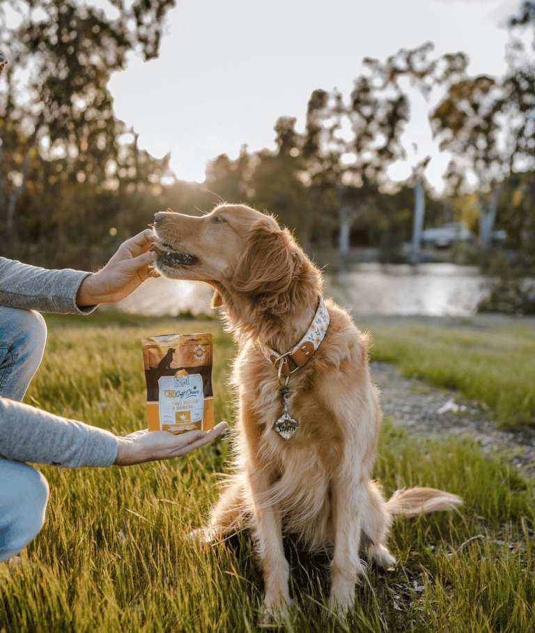 Does Your Dog Turn Into Cujo on July 4th? Shelters Share How They Keep Dogs Calm During Fireworks