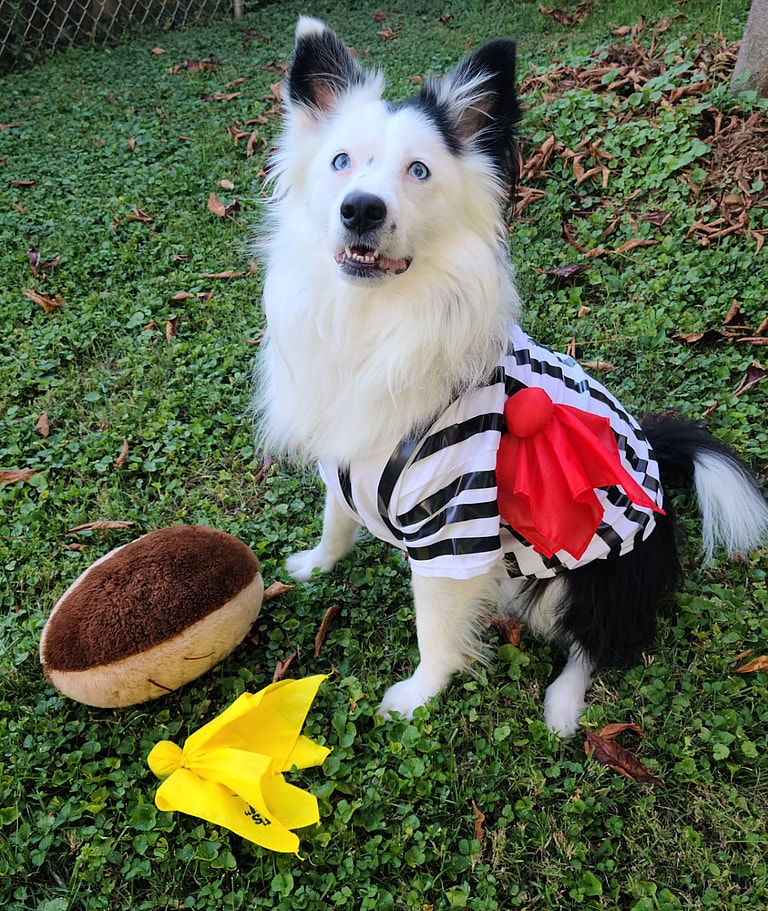Dog Rescue: This Border Aussie Dog Was About to be Put Down, Until One Woman Changed Her Life
