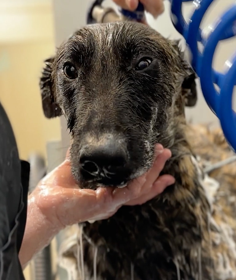 Groomer's Love Helps Abandoned Belgian Malinois Shed His Anxiety and Fur Loss Issues